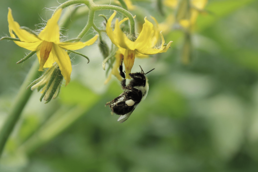 Bee on tomato plant flower 